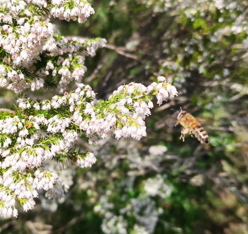 bruyère abeille qui butine les fleurs de bruyère