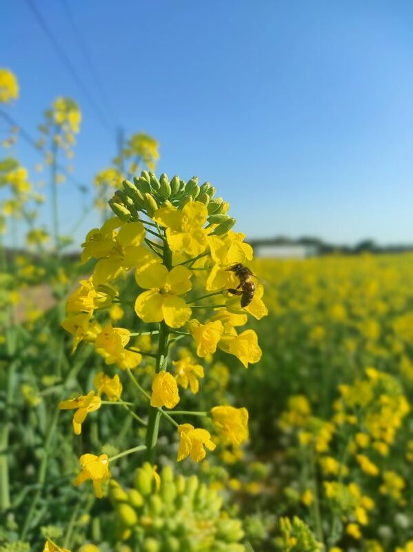 colza abeille qui butine les fleurs de colza
