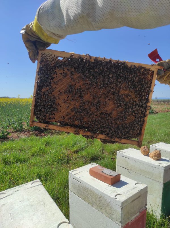 élevage élevage: du couvain à l'abeille