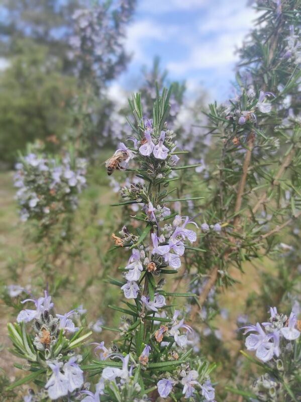 romarin abeille qui butine les fleurs de romarin