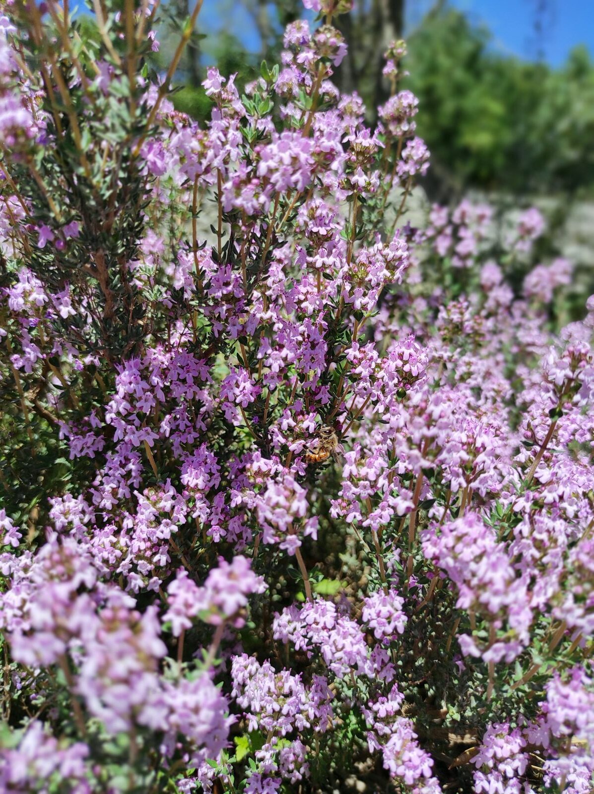 thym abeille qui butine les fleurs de romarin