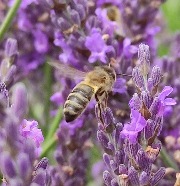 abeille sur lavande abeille sur lavande