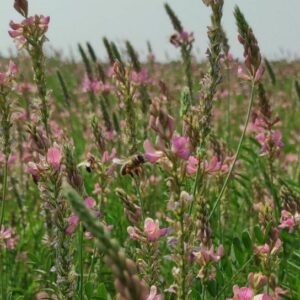 prairie de Provence