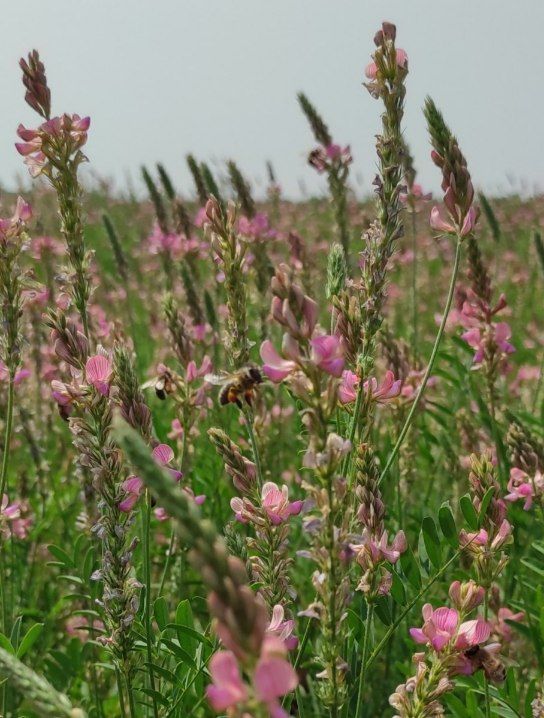 abeille sur prairie prairie de Provence