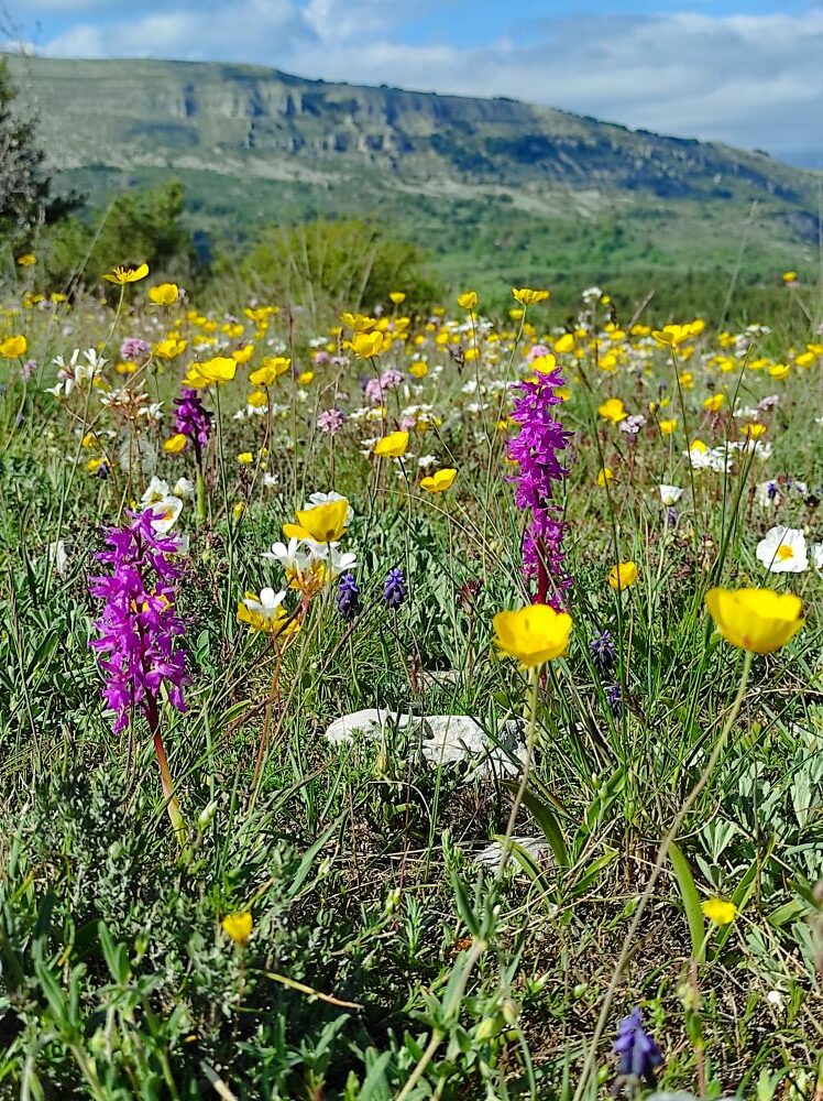 garrigue des Préalpes miel de garrigues