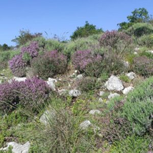 maquis de l'Estérel