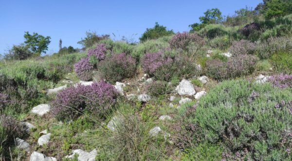 maquis de l'Estérel