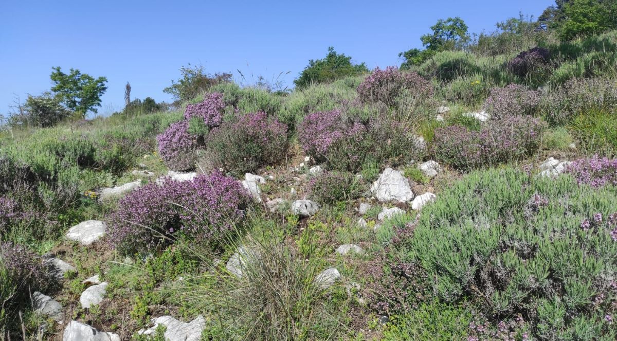 maquis maquis de l'Estérel