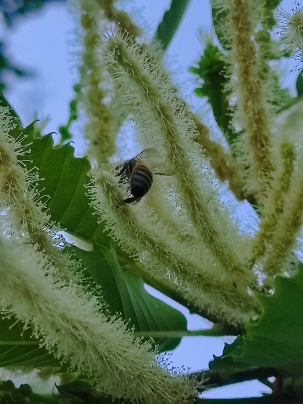 photo châtaigne abeille sur châtaignier