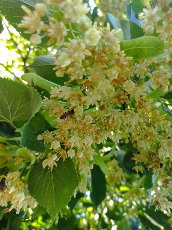abeille dans tilleul abeille dans tilleul