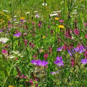 fleurs montagne